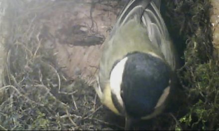 Webcam dans un nichoir de Mésanges Charbonnières