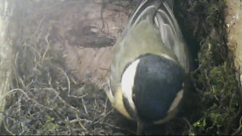 Webcam dans un nichoir de Mésanges Charbonnières