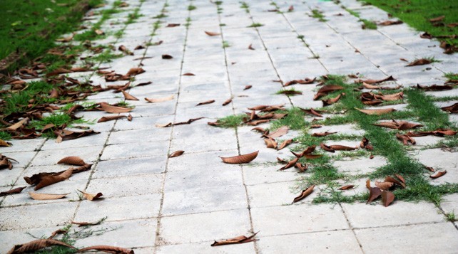 Astuce jardin: désherbant bio, bon marché et naturel