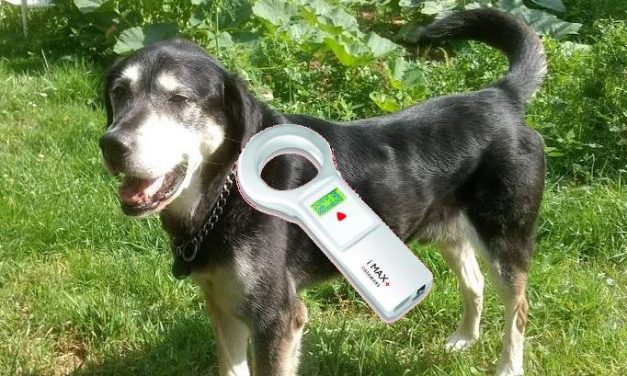 Puce électronique pour identifier chiens, chats et furets