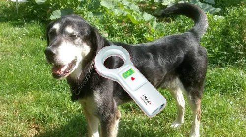 Puce électronique pour identifier chiens, chats et furets